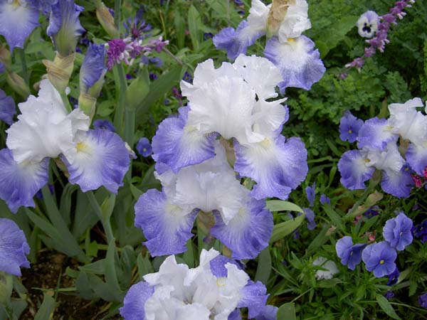 0120_Giverny_Monet_garden